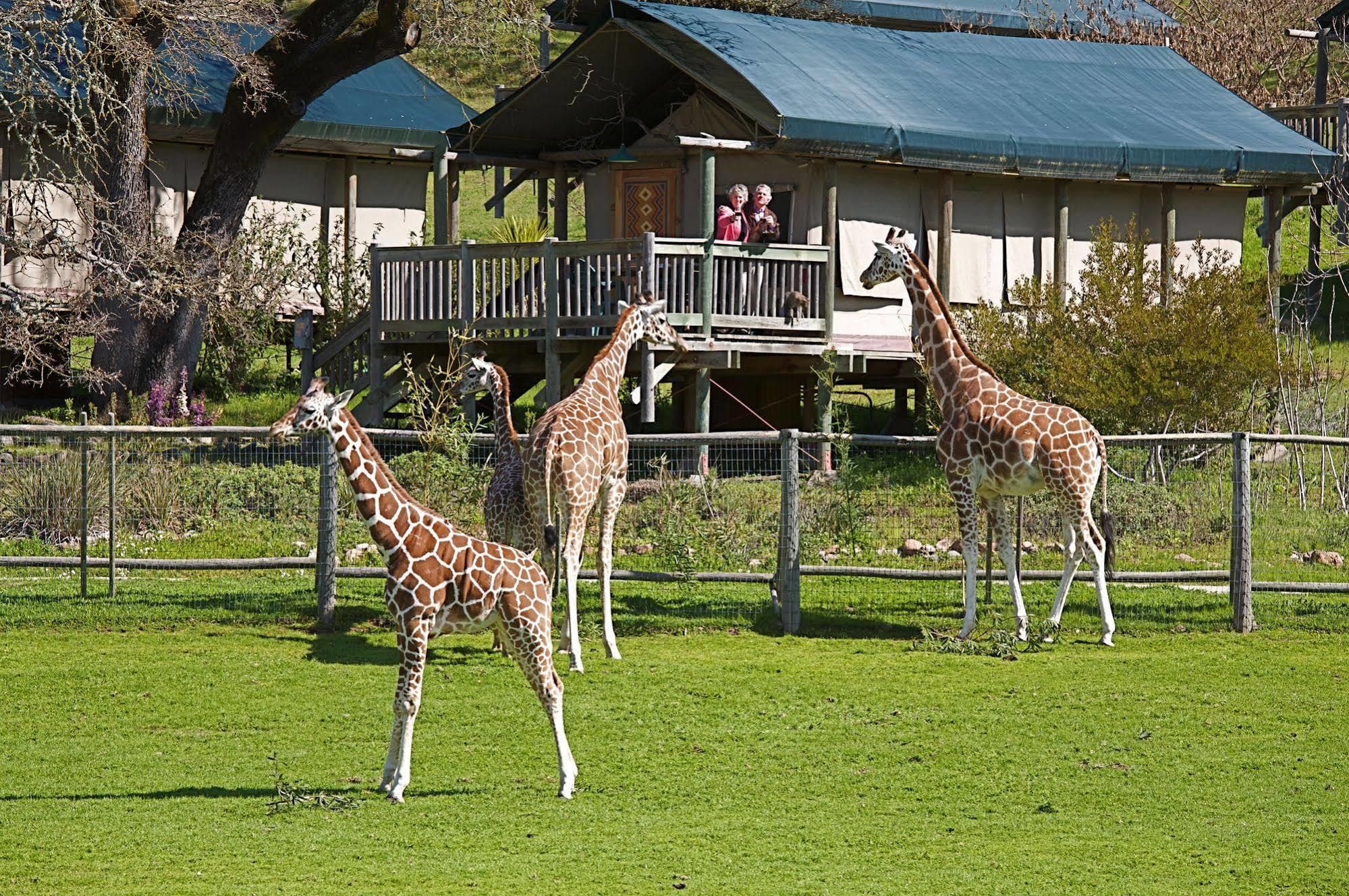 Hotel Safari West Mark West Springs Exterior foto